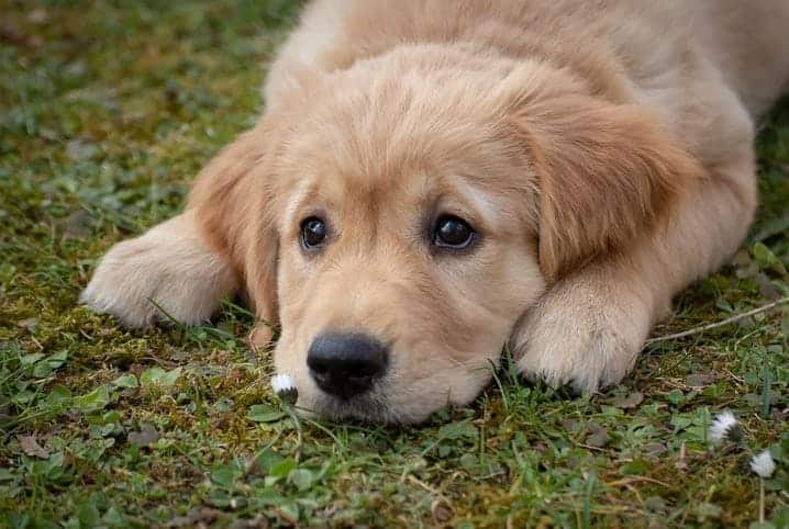 Cachorro com dor nas costas: saiba como evitar e quais raças são mais propensas a ter o problema