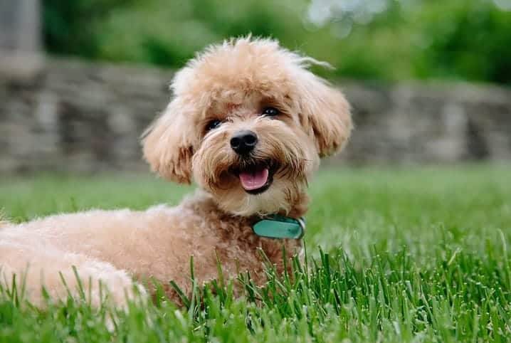 Cachorro desmaia quando fica feliz? Saiba o que fazer nesses casos