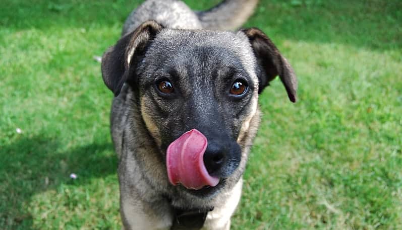 Cachorro é carnívoro? Entenda a classificação dos cães em relação à alimentação