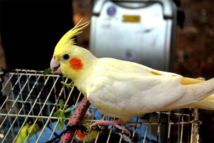 Calopsita pode comer manjericão? Descubra se há benefícios