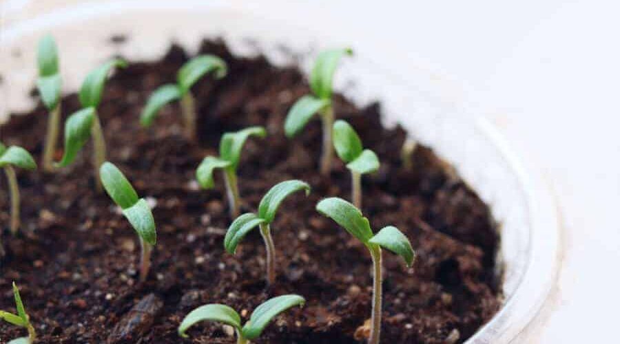 Descubra como plantar tomate com algumas dicas