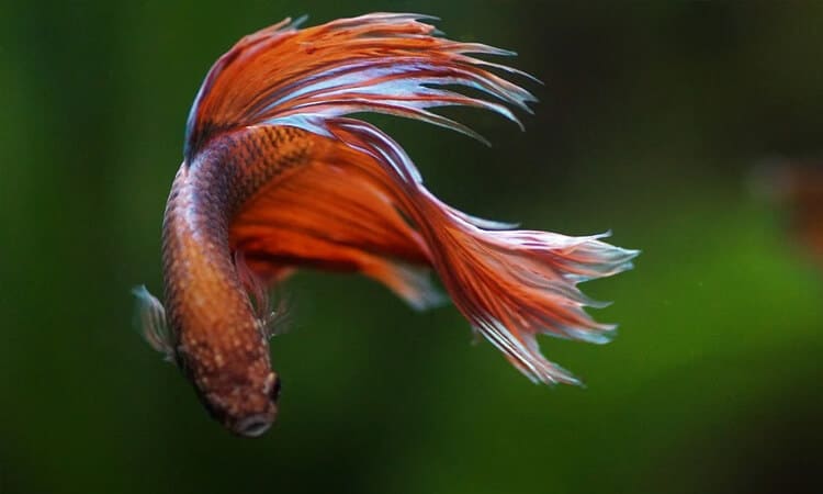 Descubra qual é o melhor aquário para peixe betta