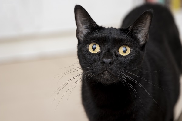 Dia Internacional da Apreciação do Gato Preto