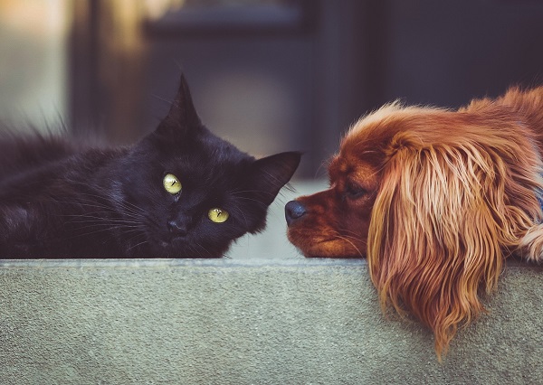 Dia Internacional do Animal Abandonado acontece neste sábado