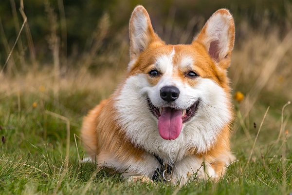 Dia do Cão: cinco curiosidades sobre eles