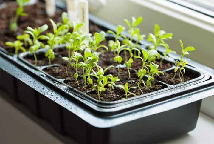 Estrutura para plantas: conheça 5 modelos