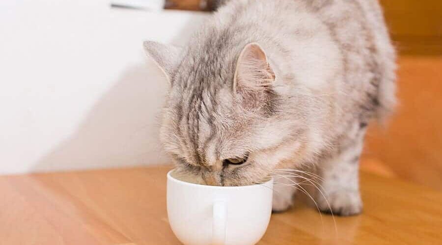 Gato pode tomar chá de quebra-pedra? Descubra se a bebida é benéfico para o felino