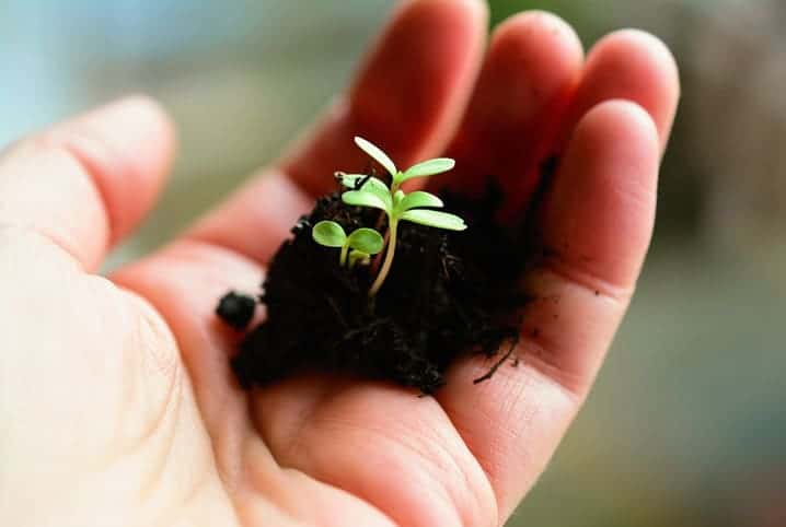 Por que ter um aplicativo para cuidar de plantas?