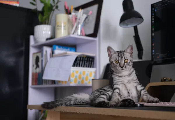 Professora é demitida após seu gato aparecer na vídeo chamada