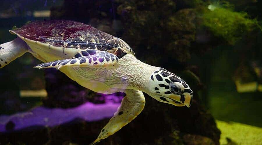 Tartaruga é vertebrada ou invertebrada? Como é a carapaça?