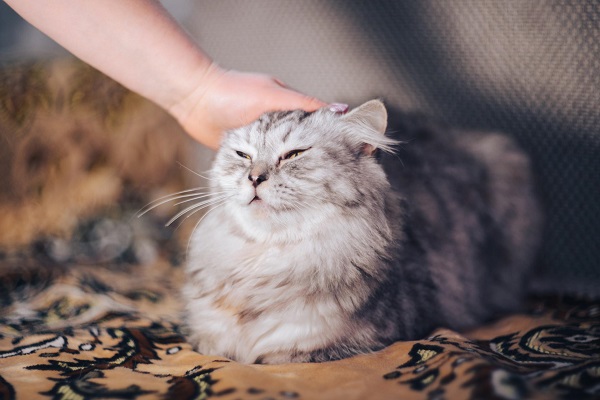 Você faz carinho errado no seu gato, diz estudo