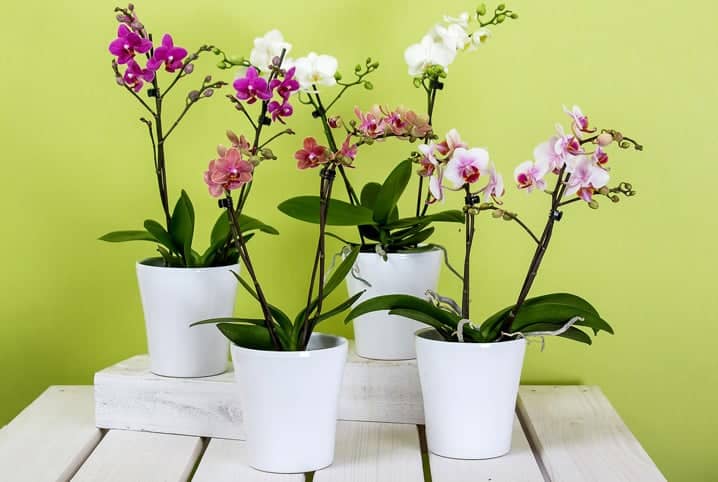 Aprenda a como plantar orquídeas no vaso