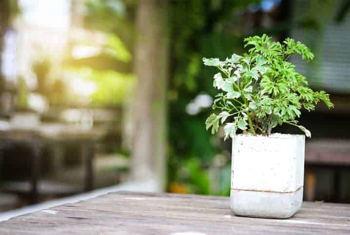 Aprenda como preparar a terra para plantar uva