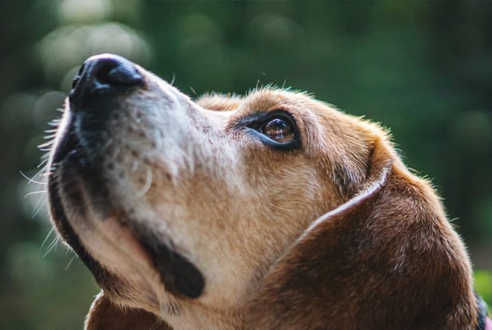 Cachorro emocionado: será que os cães têm sentimento?