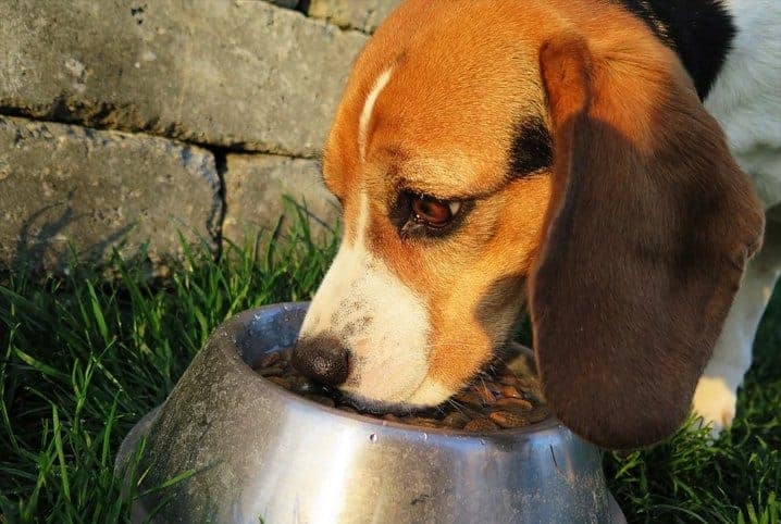 Cachorro filhote pode comer beterraba? Faz mal? O que acontece?