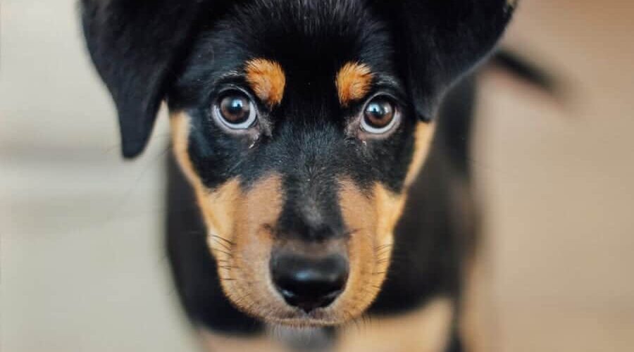 Cachorro filhote pode comer cuscuz? Saiba se seu peludo pode comer esse alimento