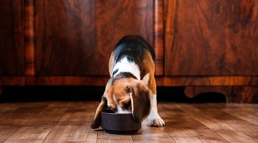 Cachorro pode tomar caldo de cana? Descubra as bebidas proibidas para seu cão!