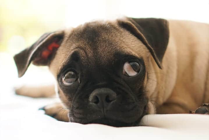 Cachorro pode tomar floral? Descubra agora!