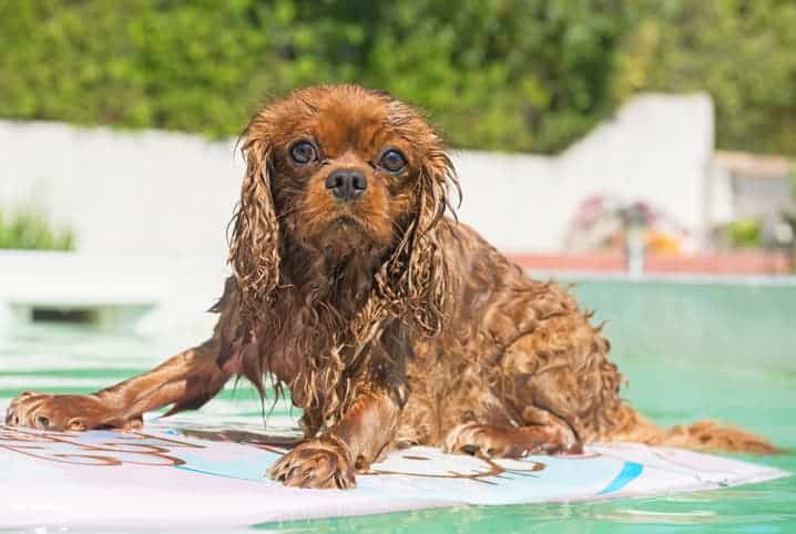 Cachorro surfista: seu cachorro pode surfar?