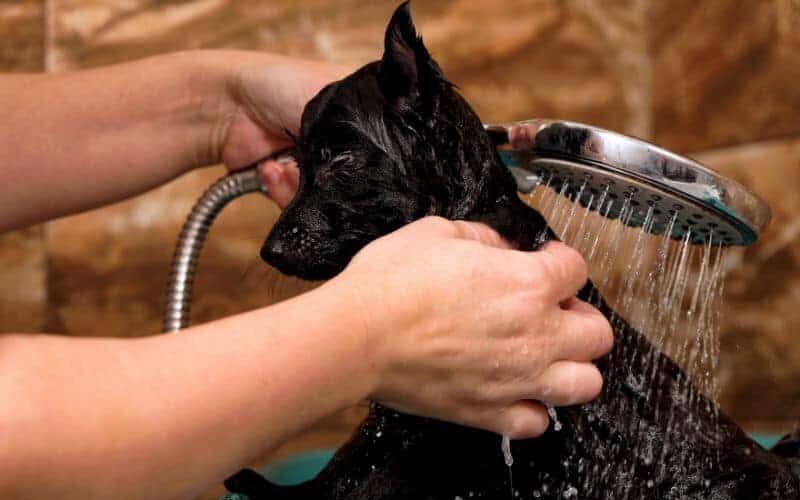 Como dar banho em cachorro com dermatite