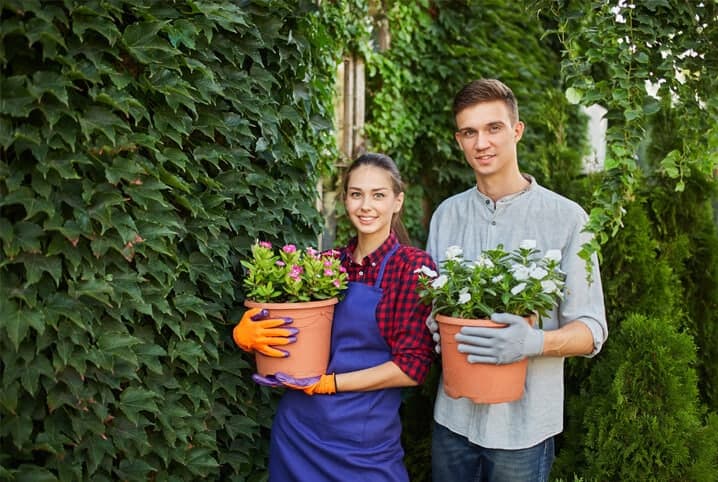 Como plantar lichia no vaso com caroço? Aprenda aqui!