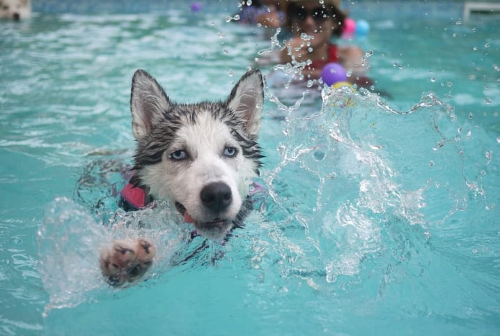 Como tirar água do ouvido de cachorro? Saiba como fazer esse procedimento com segurança