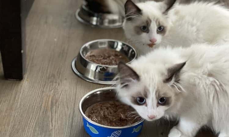 Gato filhote pode comer peixe? Saiba se é permitido