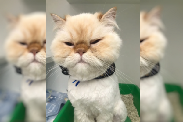 Gato passa por cirurgia após engolir 27 elásticos de cabelo