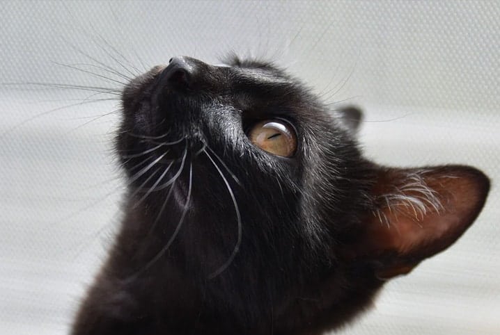 Gato pode comer alho? Confira se o felino pode comer algum tipo de tempero