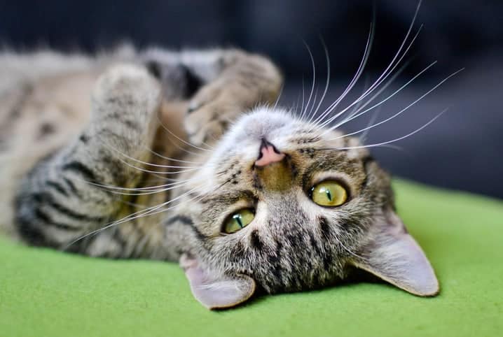 Gato pode comer catnip? Veja aqui e saiba tudo sobre a erva-dos-gatos