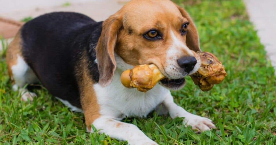 O enriquecimento ambiental no auxílio do bem-estar canino