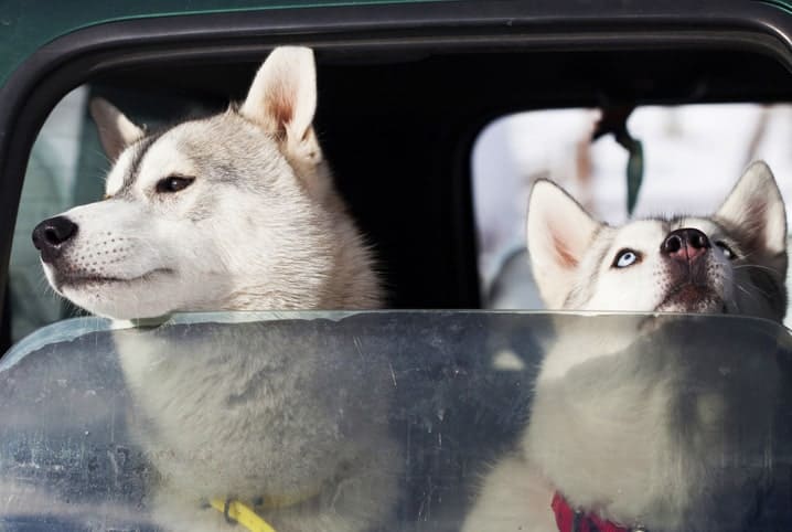 O que fazer quando o cachorro vomita no carro? Saiba mais