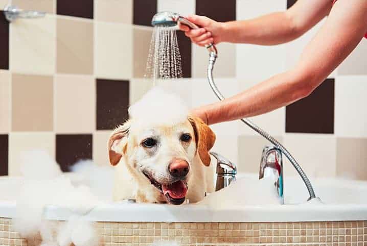 O que usar para dar banho em cachorro? Descubra!