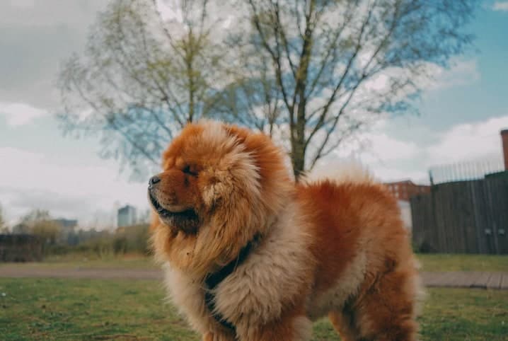 Pode tosar o Chow Chow? Descubra aqui