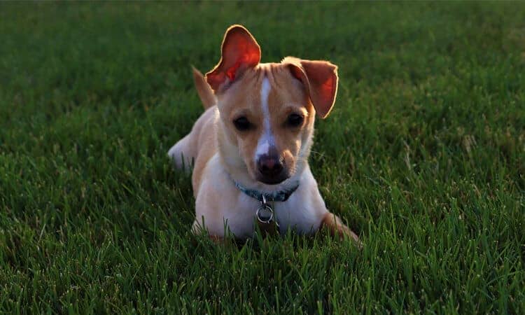 Por que cachorro enterra comida? Descubra mais sobre esse hábito