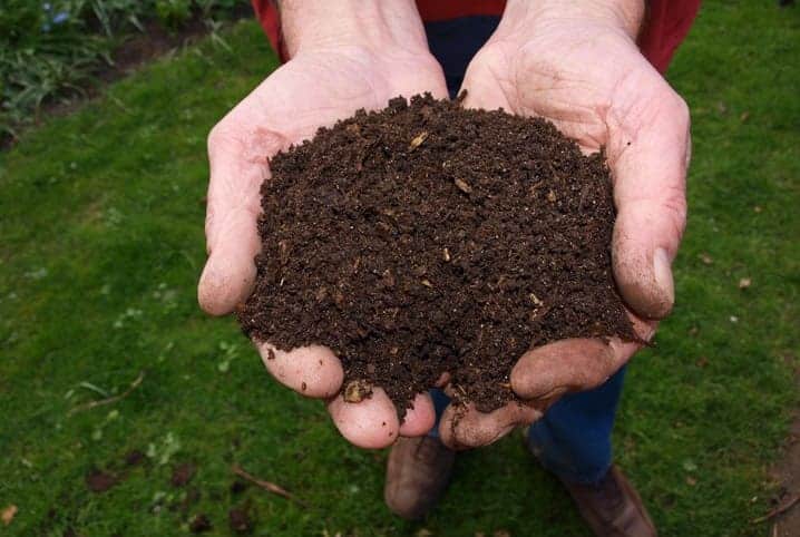 Qual é a melhor terra para plantar zamioculca? Descubra!