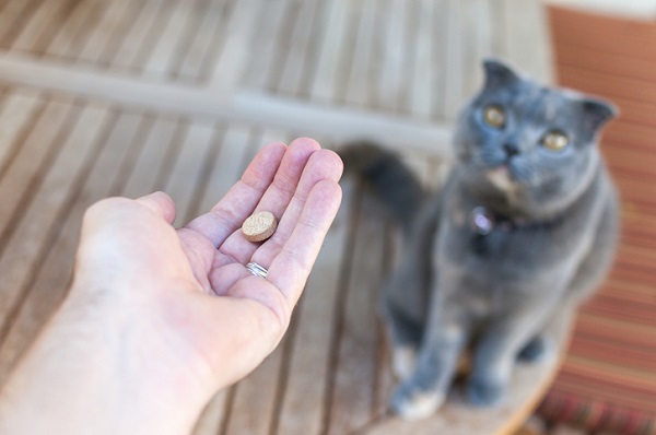 Setembro vermelho: como prevenir doenças no coração dos pets