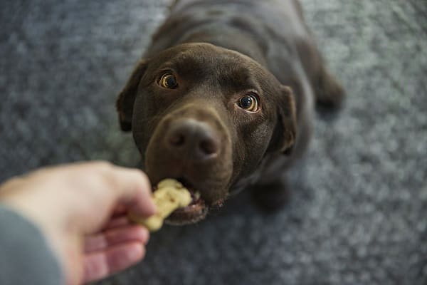 200 dicas de nomes de cachorro com a letra L