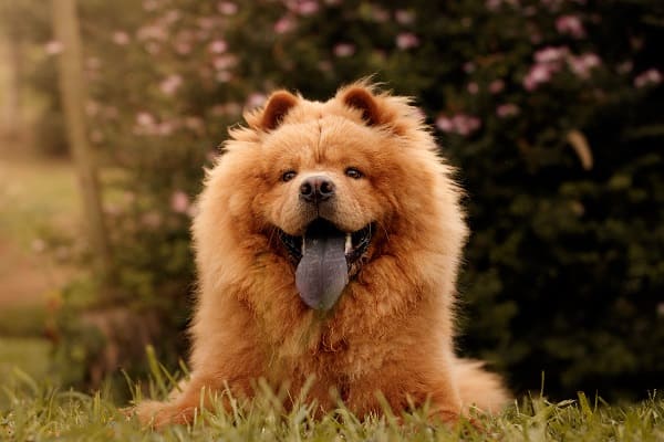 400 opções de nomes para Chow Chow