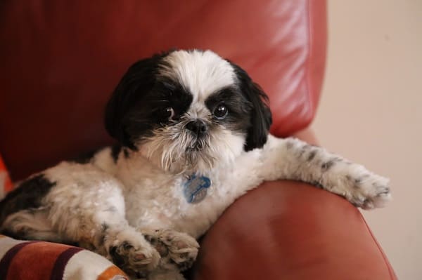 500 ideias de nomes de cachorro Shih Tzu