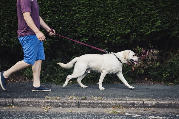 Bairros com mais cães são mais seguros, diz especialista