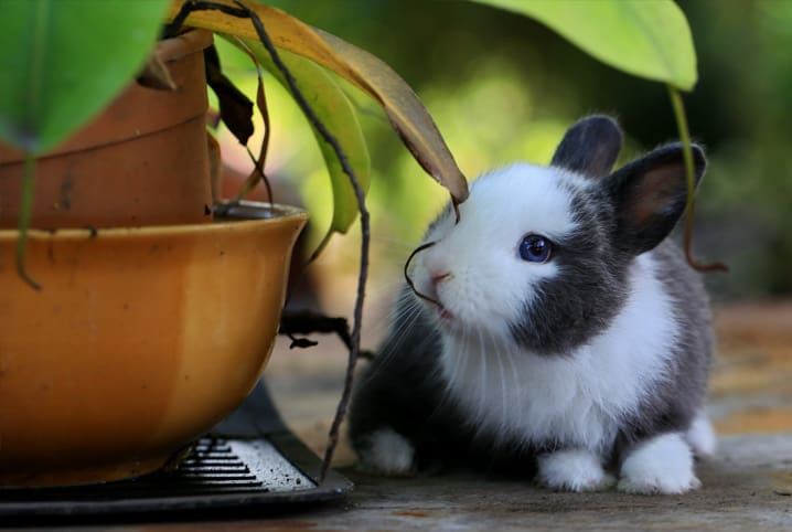 Coelho pode comer cheiro-verde? Descubra se o tempero é permitido