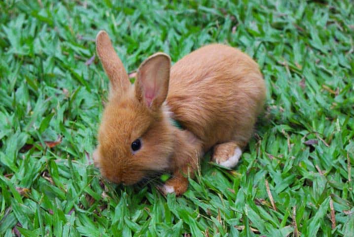 Minicoelho pode comer grama? Descubra essa curiosidade!