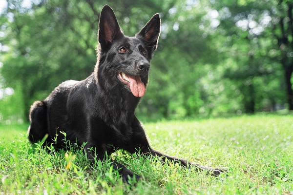 Nomes fortes para cachorro: 600 ideias criativas