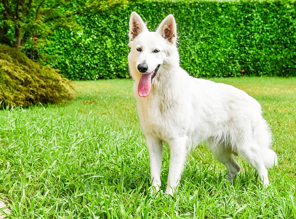 Nomes para cachorro branco: mais de 600 ideias para se inspirar!