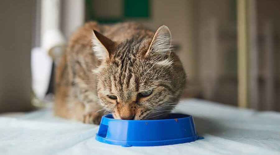 Prato para gato comer devagar: saiba como usar