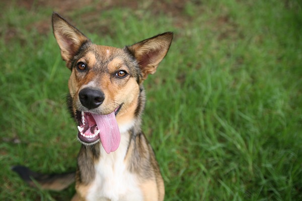 300 opções de nome de cachorro com M