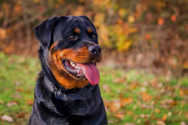 600 opções de nomes para cachorros Rottweiler