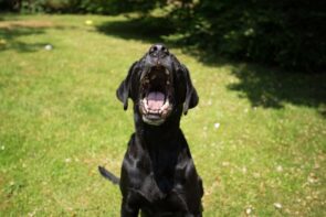 Cachorro que late não é feliz; entenda