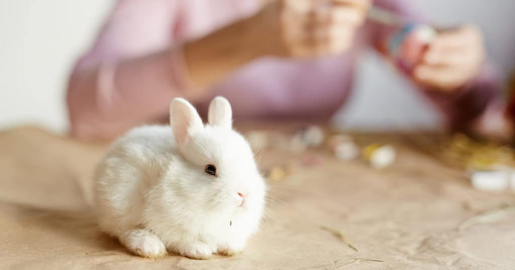 Coelho Pode Comer Papel O Acidentalmente Aprenda A Usar O Material De Forma Segura Revista